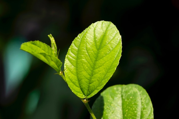 Premium Photo | Indian jujube leaves close up on dark background