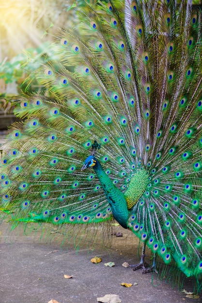 Premium Photo | Indian peacock ( pavo cristatus ) peafowl