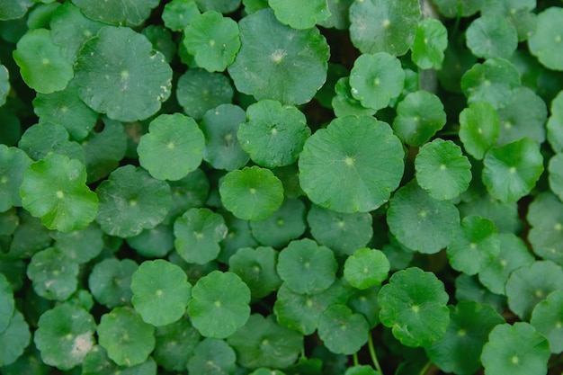 Premium Photo | Indian pennywort leaf green background