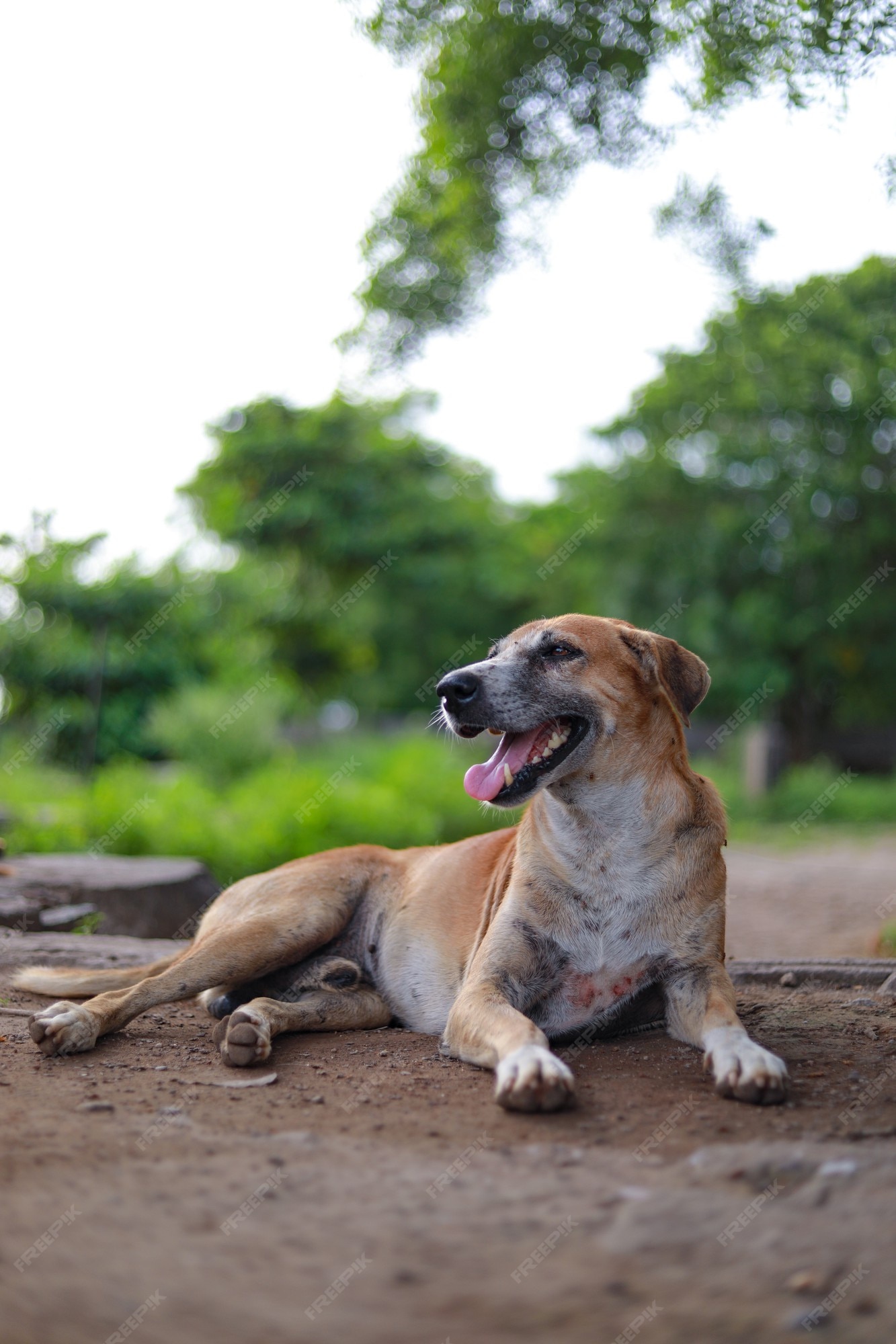 Premium Photo | Indian street dog laying on street road