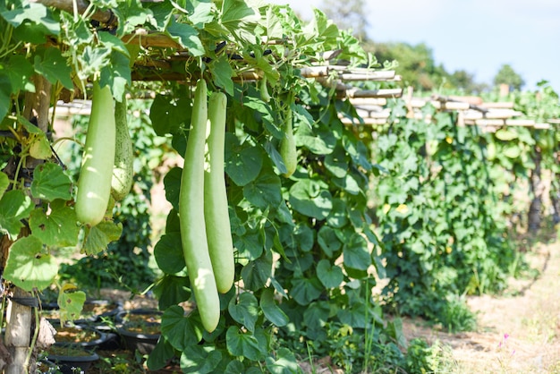 インド野菜の長い冬メロンひょうたんボトル 庭のつる植物の木に掛かっているひょうたんまたはひょうたん プレミアム写真