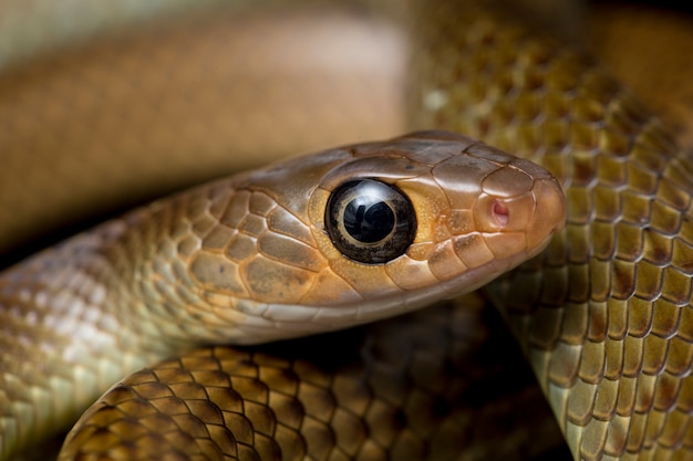 Premium Photo | Indo-chinese rat snake isolated on black