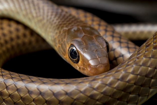 Premium Photo | Indo-chinese rat snake isolated on black