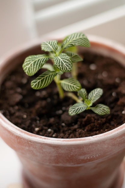 Premium Photo | Indoor fittonia flower in a ceramic pot with earth in a ...