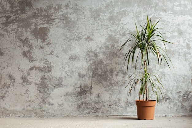 Premium Photo | Indoor plant in pot concrete gray wall background