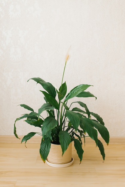 床の部屋の陶製の花瓶に白い花のある屋内植物spatifillum プレミアム写真