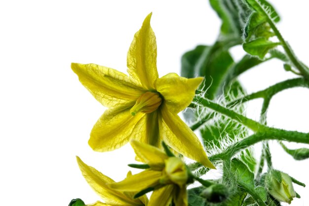 Premium Photo | Indoor tomato blooms with yellow flowers close-up