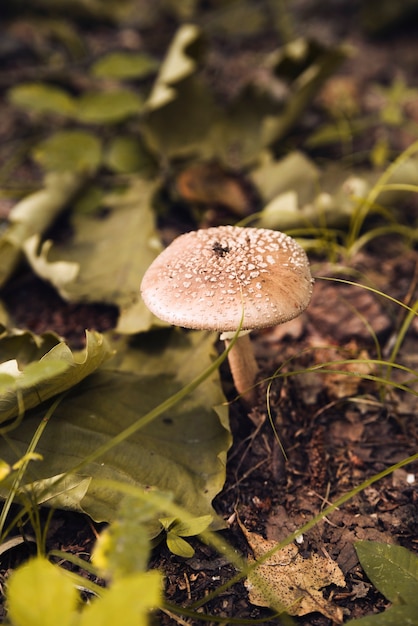 Free Photo Inedible Mushroom In Woods