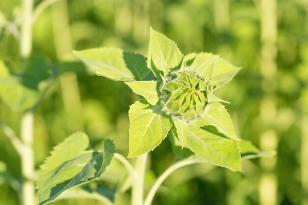 ひまわりの花序 ひまわりの未開封の芽 緑のひまわり 成長する植物 プレミアム写真