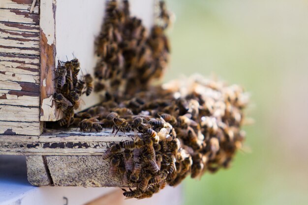 Premium Photo | Installation of bee hives at new location.