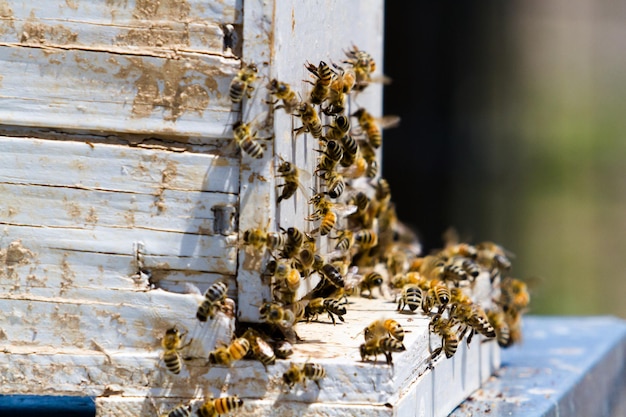 Premium Photo | Installation of bee hives at new location.