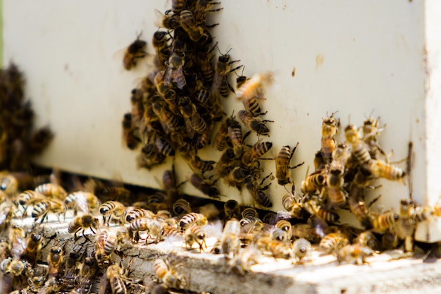 Premium Photo | Installation of bee hives at new location.