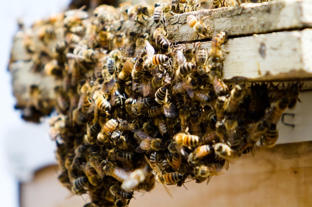 Premium Photo | Installation of bee hives at new location.