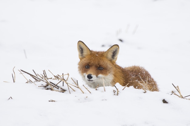 冬に白い雪に覆われたフィールドに横たわっている興味のある赤狐 プレミアム写真