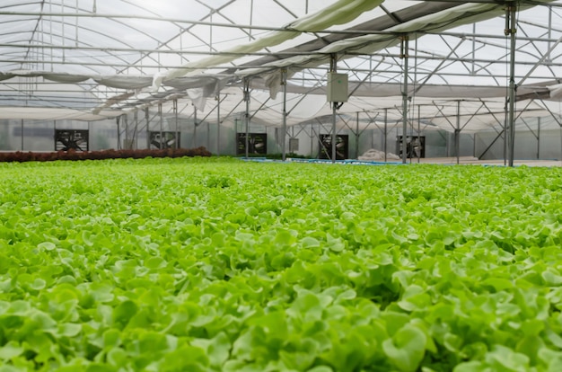 Interior Indoor View Of Organic Hydroponic Fresh Green Vegetables