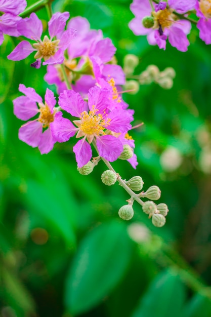 queen's flower