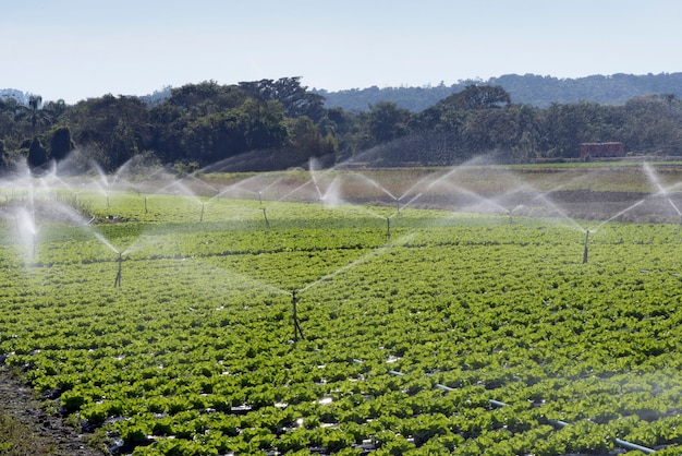 Premium Photo Irrigation System In Action In Vegetable Planting