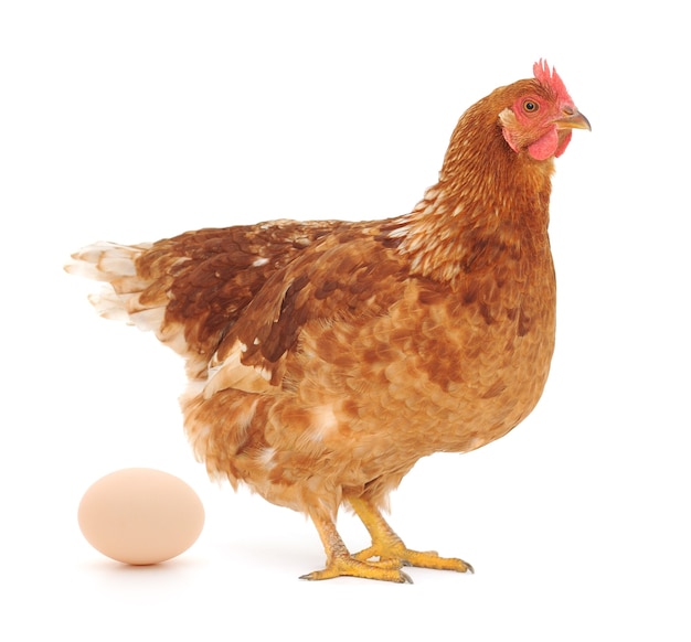 スタジオで卵と分離された茶色の鶏 プレミアム写真
