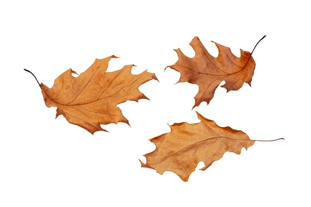 Premium Photo | Isolated leaves collection of fallen oak autumn leaves ...