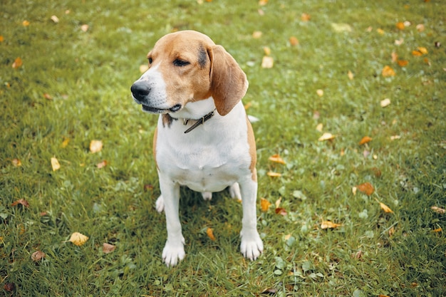 Free Photo | Isolated picture of adult beagle sitting on green grass ...