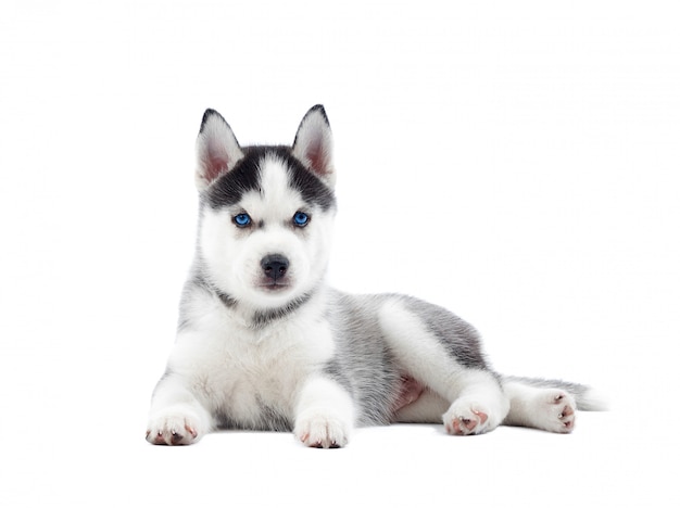 Free Photo Isolated Portrait Of Puppy Of Siberian Husky Dog With Birth Blue Eyes Resting Funny Dog With Relaxed After Activity