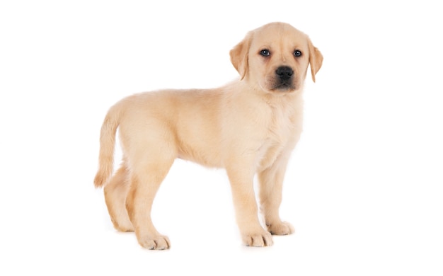 Free Photo Isolated Shot Of A Golden Labrador Retriever Puppy Standing In Front Of A White Surface