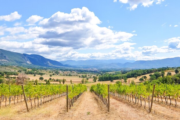 premium-photo-italian-vineyards-beautiful-sunny-day-in-italian