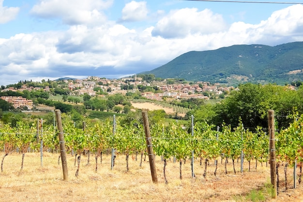 premium-photo-italian-vineyards-beautiful-sunny-day-in-italian