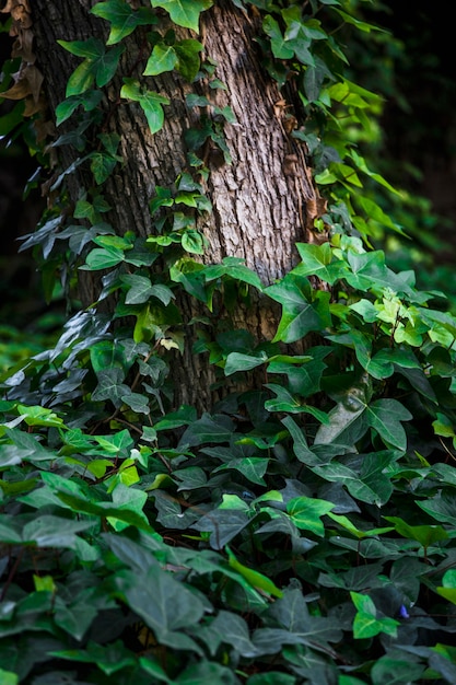 Premium Photo | Ivy climbing up tree trunk