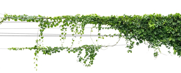 白い背景の上の電線分離株にぶら下がっているツタ植物 プレミアム写真