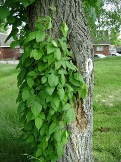 Ivy, spring Photo | Free Download