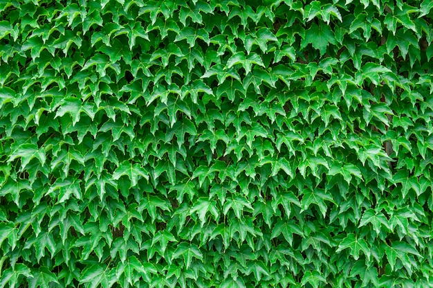 Premium Photo | Ivy texture