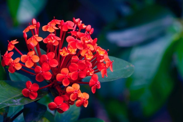 アカネ科の顕花植物の一種であるixoracoccinea花 プレミアム写真