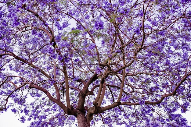 purple tree jacaranda