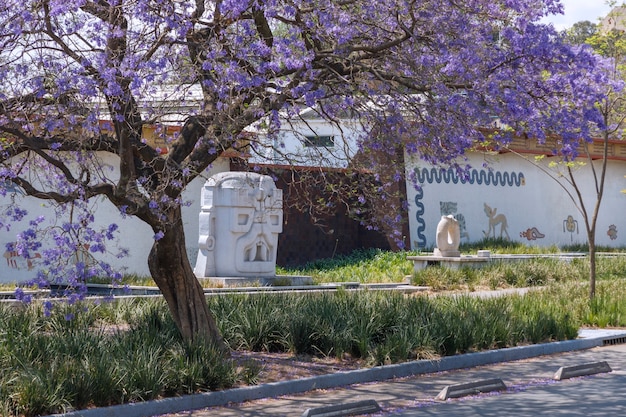 Premium Photo Jacaranda Tree In The Second Section Of Chapultepec In Mexico City