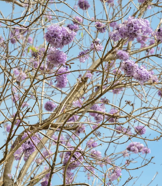 Premium Photo Jacaranda Tree With Lilac Blossom In Blue Sky