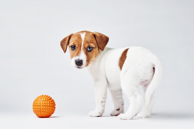 白い背景の上の小さなオレンジ色のおもちゃのボールを持つジャックラッセルテリア犬 プレミアム写真