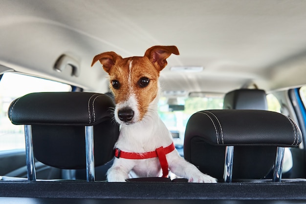 Premium Photo | Jack russell terrier dog looking out of car seat