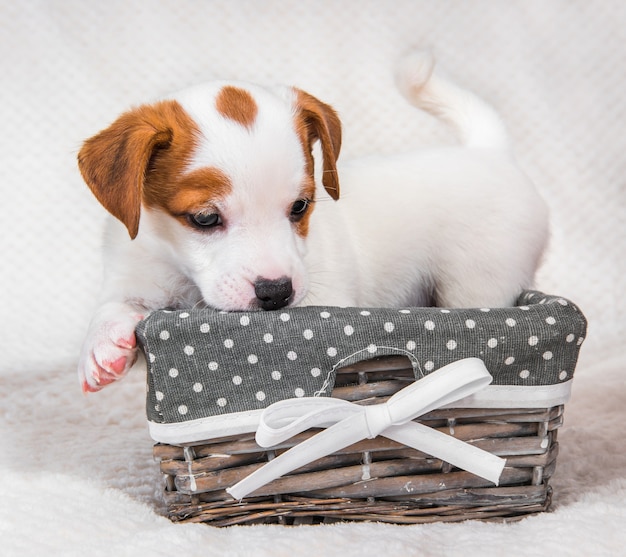 Premium Photo Jack Russell Terrier Dog Puppy In The Basket