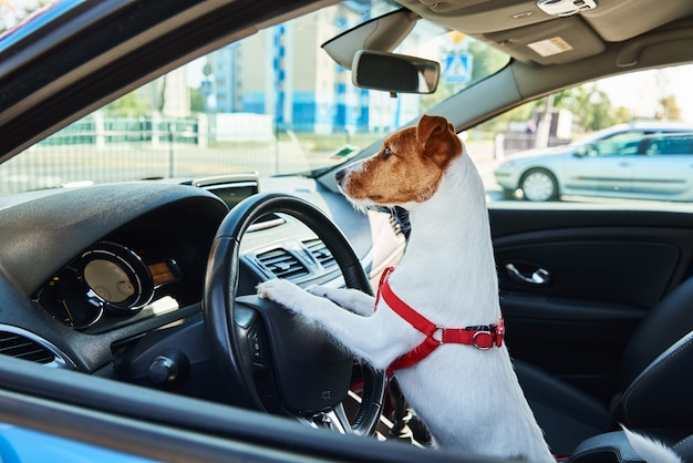 ジャックラッセルテリア犬は運転手が座っている車の中に座っています 犬との旅行 プレミアム写真