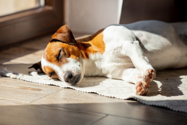 Jack russell terrier is sleeping in sun light near a window Premium Photo