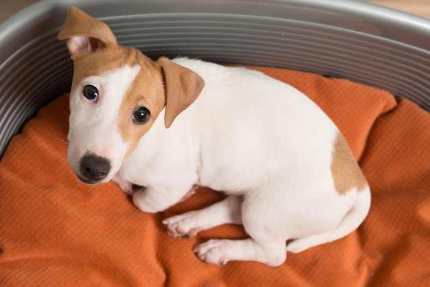 Jack russell terrier lying on dog bed Free Photo