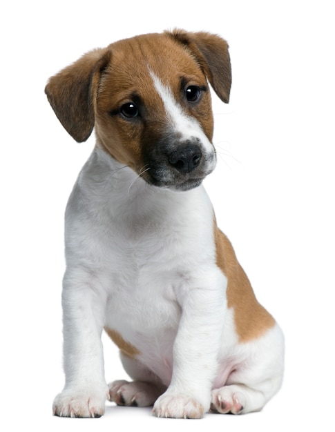 Premium Photo Jack Russell Terrier Puppy 2 Months Old Dog Portrait Isolated