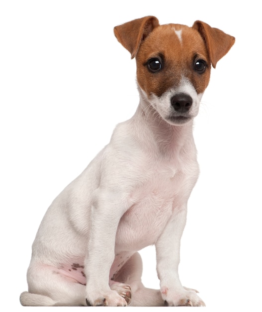 Premium Photo | Jack russell terrier puppy, 3 months old, sitting