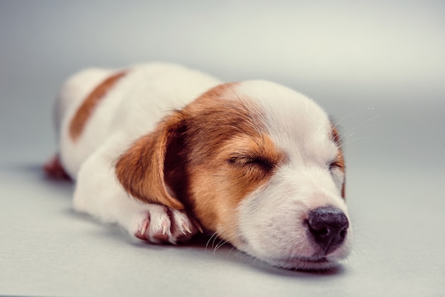 Premium Photo Jack Russell Terrier Puppy Sleeping