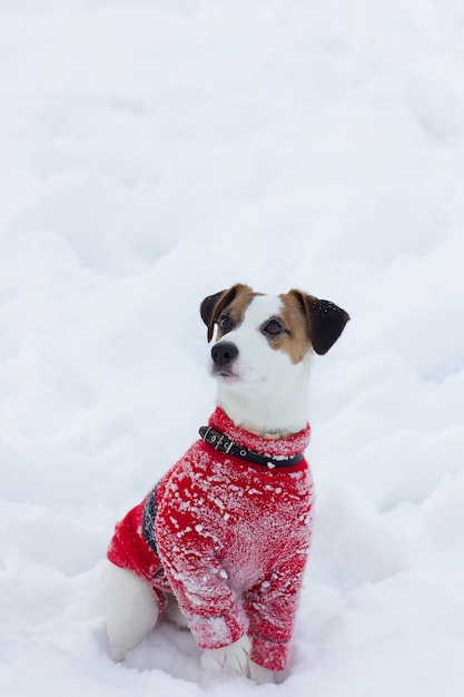 jack russell sweater