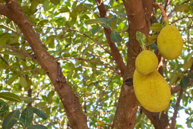 Premium Photo Jackfruit Jackfruit Loaded With Beautiful Jackfruit With Incredible Texture In