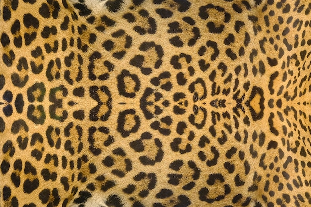 Premium Photo | Jaguar, leopard and ocelot skin texture background