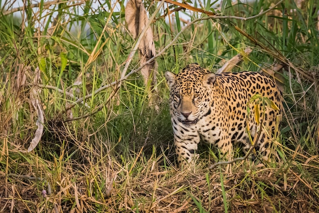 Premium Photo | Jaguar walking in the wild. wildlife in pantanal.