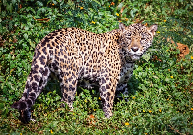 Premium Photo | The jaguar in the wild atmosphere.